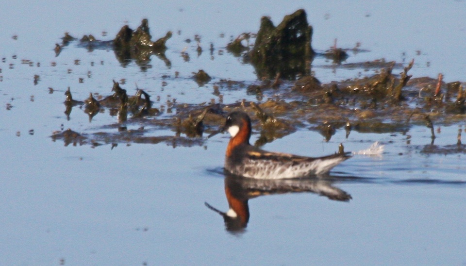 Red-necked Phalarope